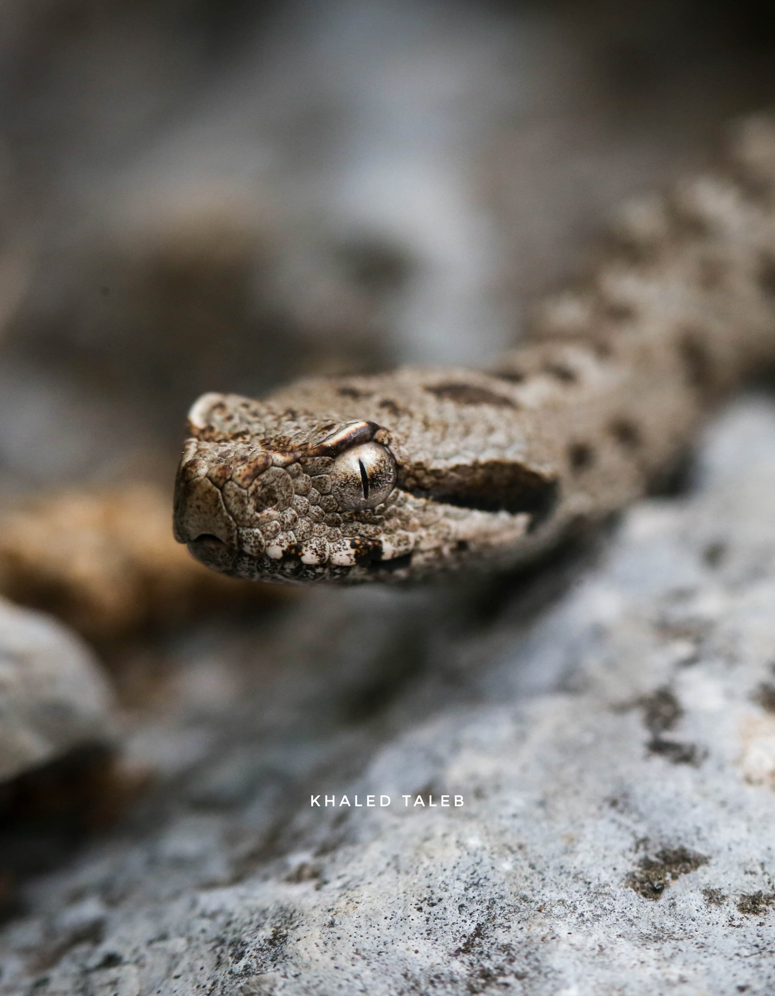 في يوم الأنواع المهددة بالانقراض... جردة لأنواع متوطنة في لبنان
